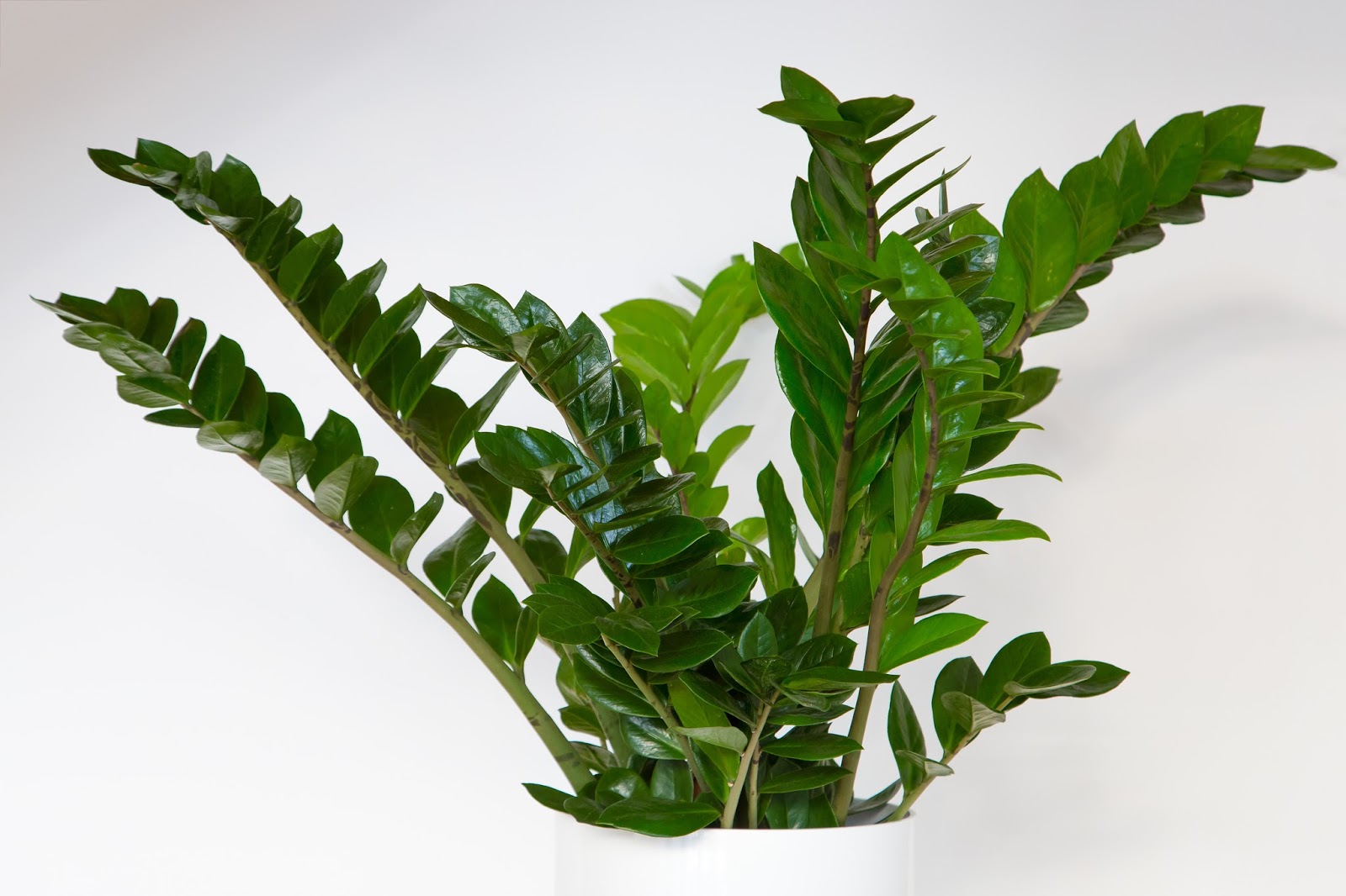 zamioculcas plant